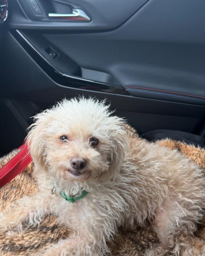 Mama/Linda, an adopted mixed breed in Winsted, CT image 3/5