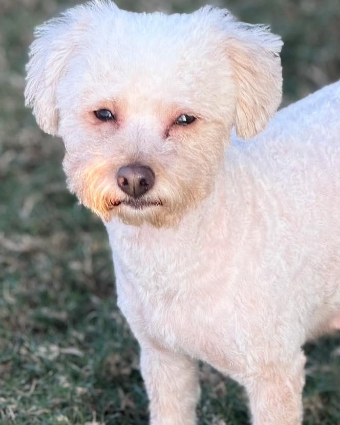 Mama/Linda, an adopted mixed breed in Winsted, CT image 2/5