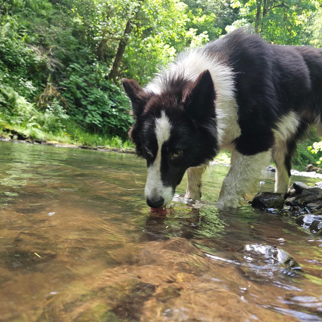 Enlarge Bullet, a Adoptable mixed breed in Oakville, WA image 1/5