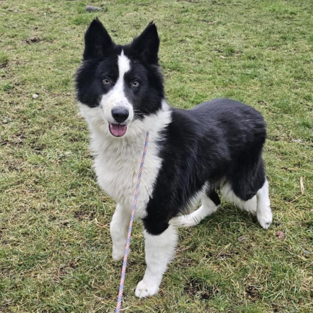 Enlarge Bullet, a Adoptable mixed breed in Oakville, WA image 2/5