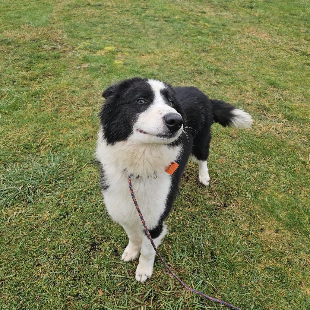 Enlarge Bullet, a Adoptable mixed breed in Oakville, WA image 3/5