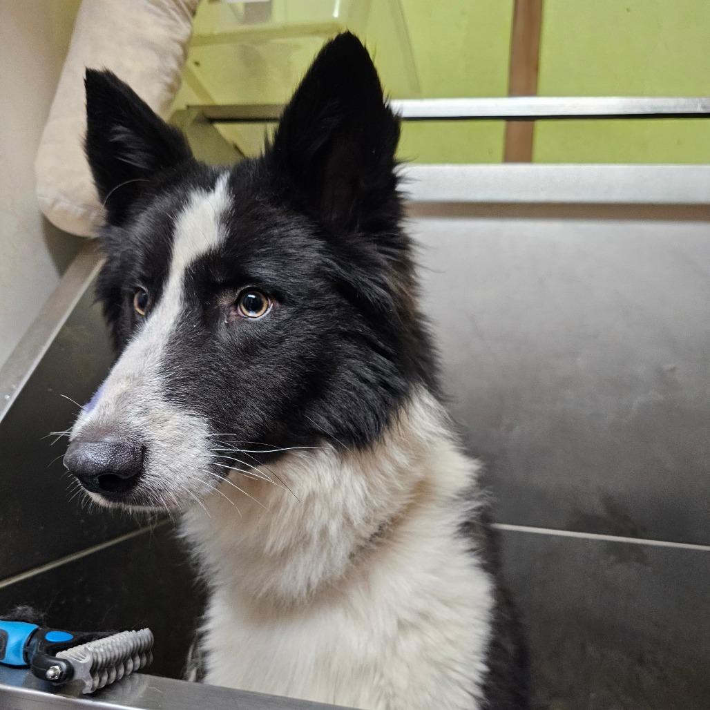 Enlarge Bullet, a Adoptable mixed breed in Oakville, WA image 4/5