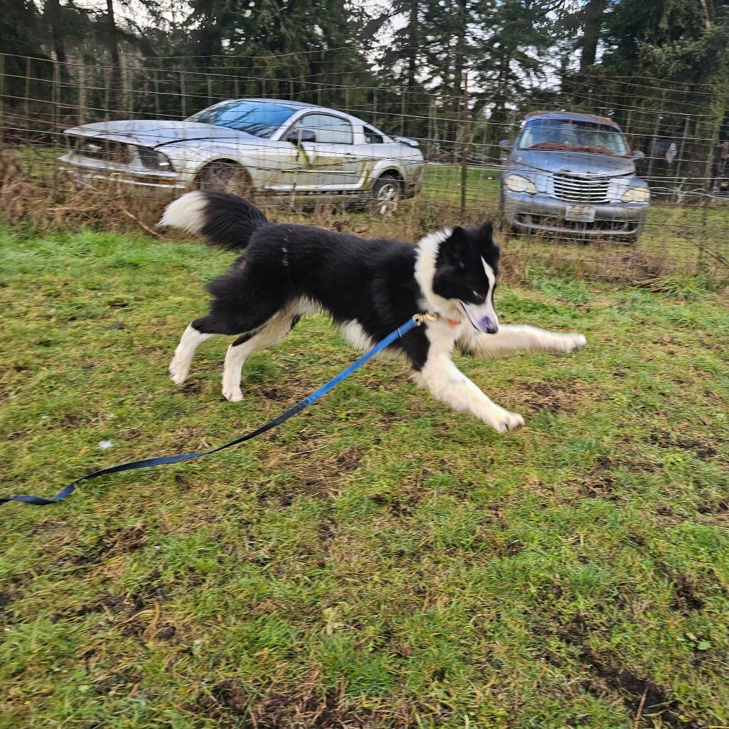 Enlarge Bullet, a Adoptable mixed breed in Oakville, WA image 5/5