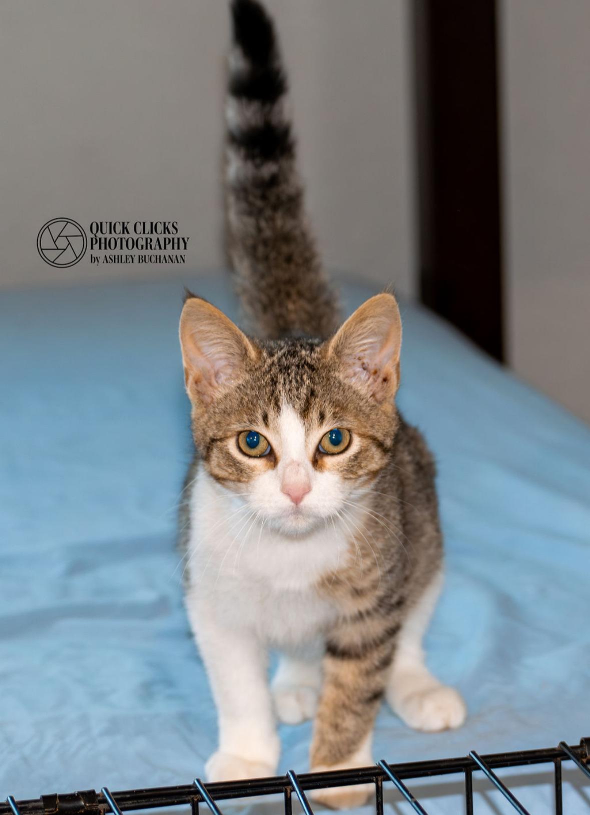 Enlarge Levi, a ADOPTABLE Domestic Short Hair in Brazoria, TX image 1/2