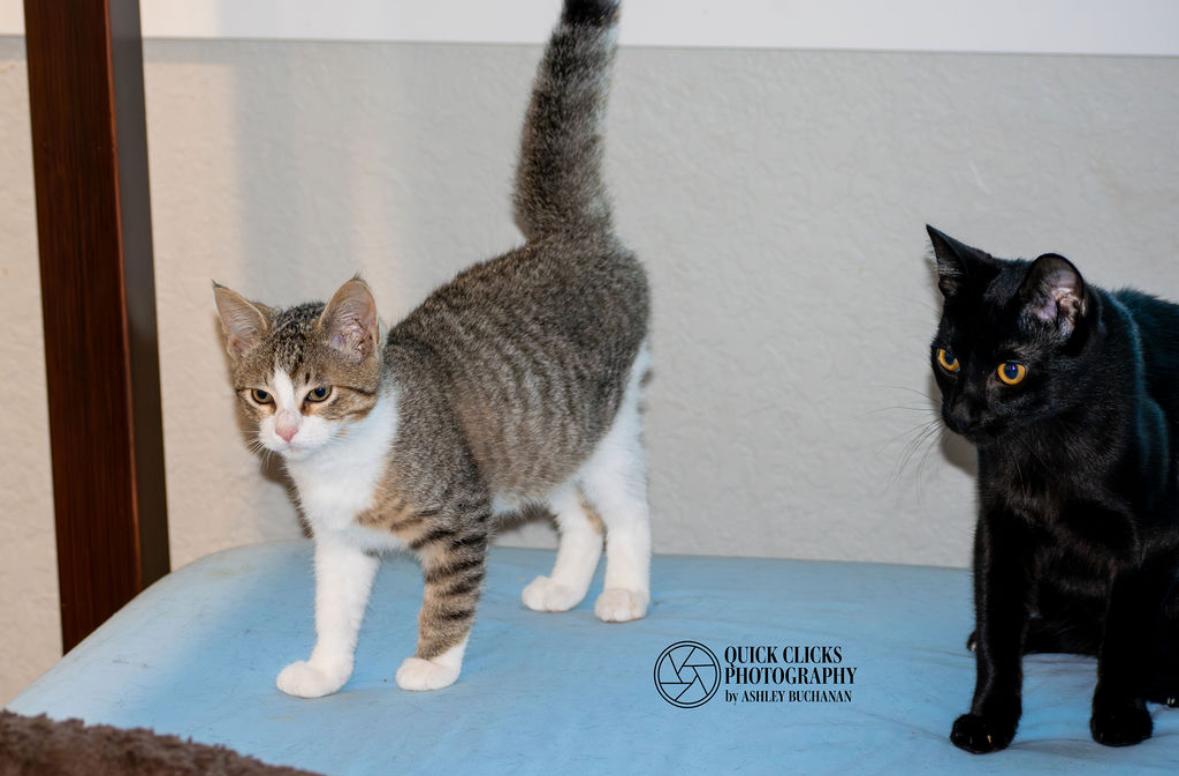 Enlarge Levi, a ADOPTABLE Domestic Short Hair in Brazoria, TX image 2/2