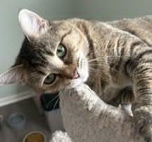 Enlarge Mesa, a ADOPTABLE Domestic Short Hair in Battle Creek, MI image 1/1
