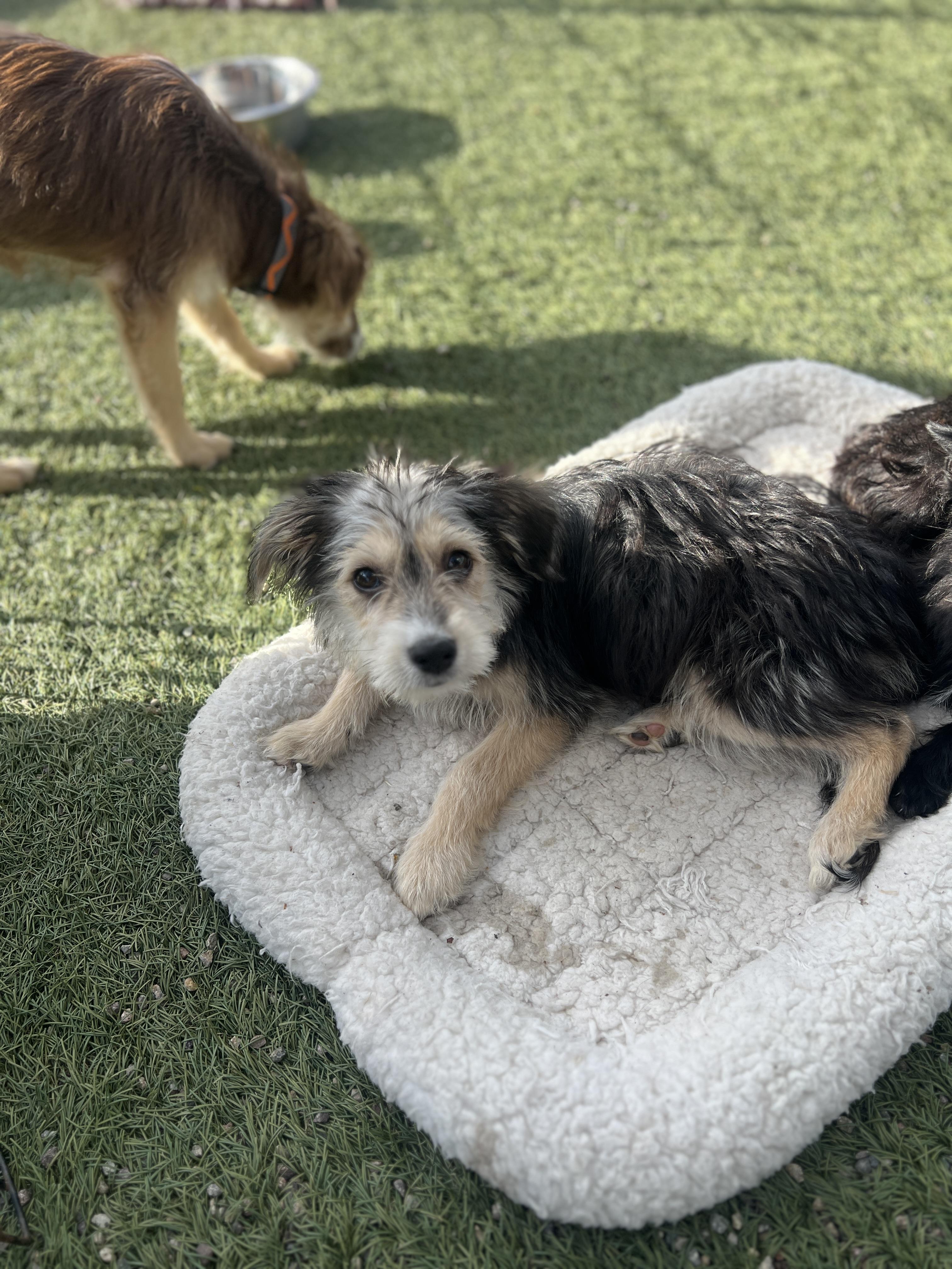 Enlarge Gretel, an adoptable mixed breed in Escondido, CA image 3/4
