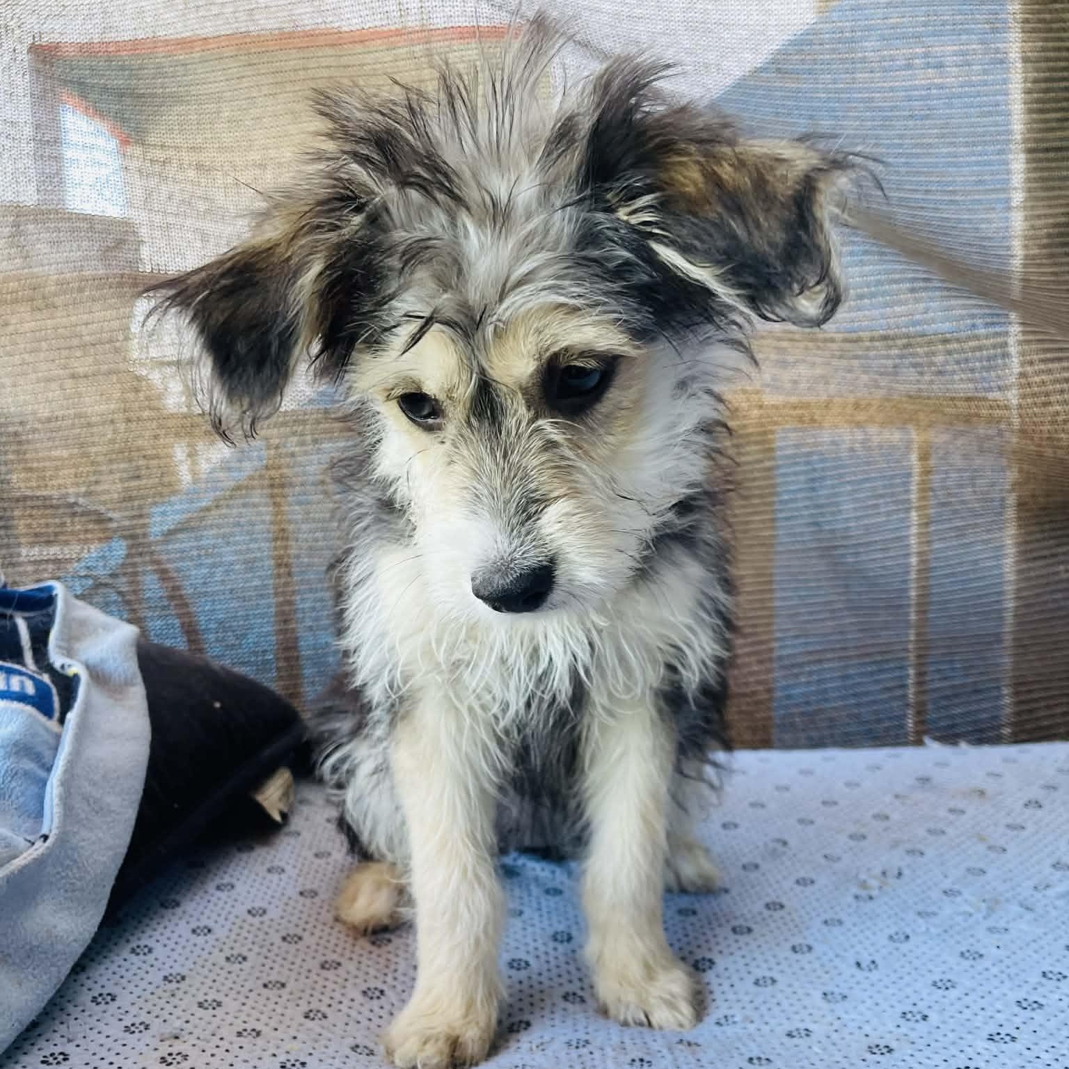Gretel, adoptable, Puppy Female Maltese & Terrier.