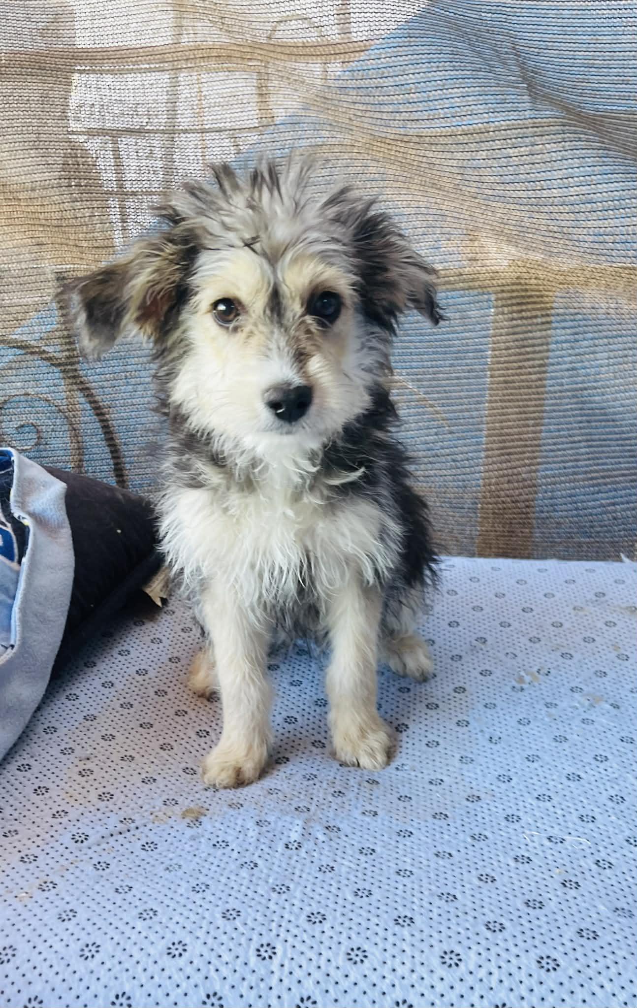 Enlarge Gretel, an adoptable mixed breed in Escondido, CA image 2/4