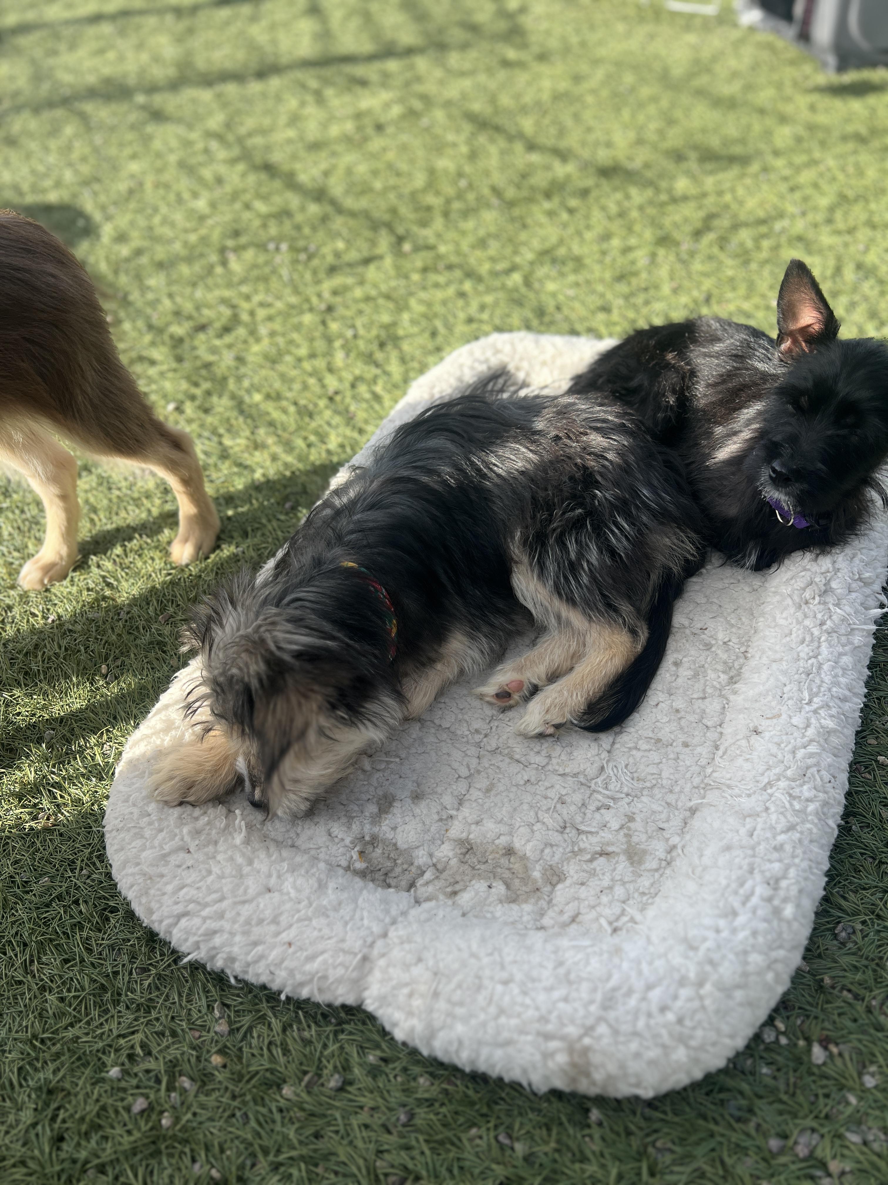 Enlarge Gretel, an adoptable mixed breed in Escondido, CA image 4/4