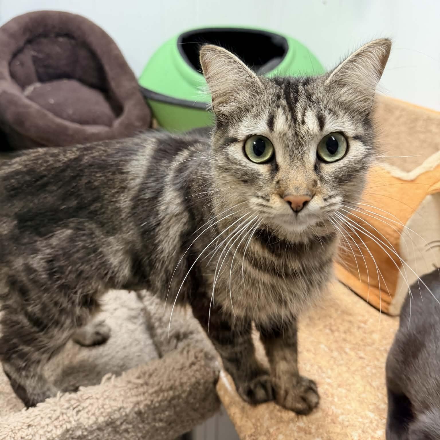 Retro, ADOPTABLE, Adult Female Domestic Medium Hair.