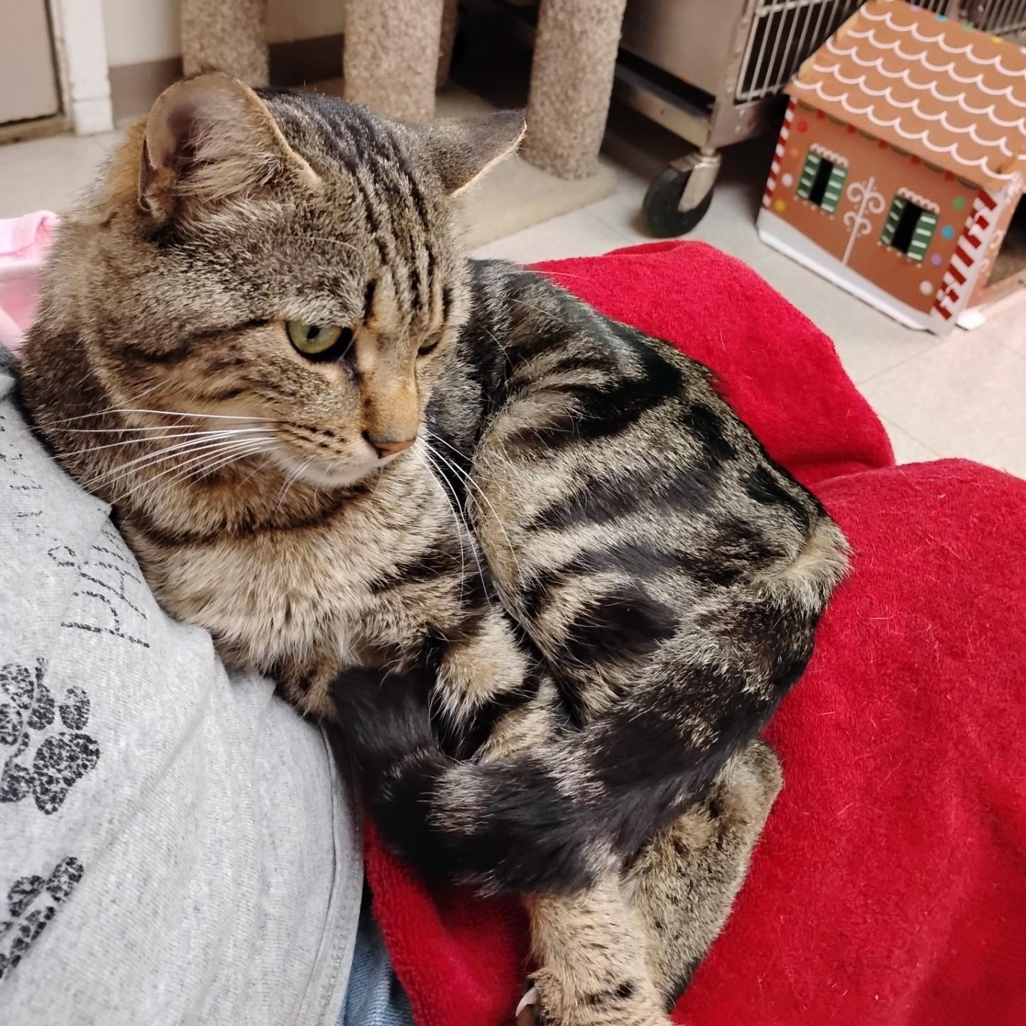 Enlarge Elliott, a ADOPTABLE Domestic Short Hair in Dillsburg, PA image 3/6