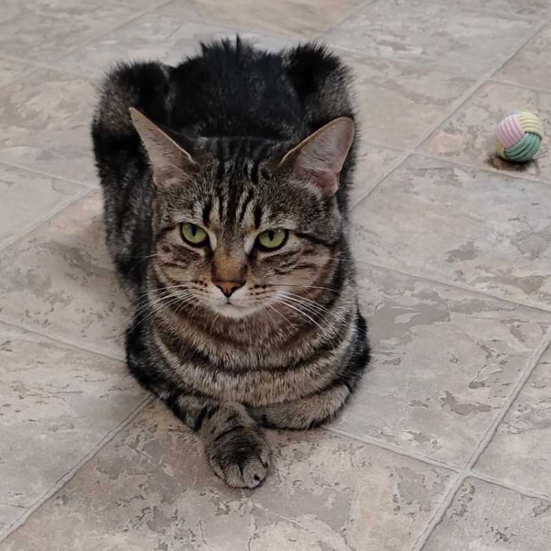 Enlarge Elliott, a ADOPTABLE Domestic Short Hair in Dillsburg, PA image 6/6