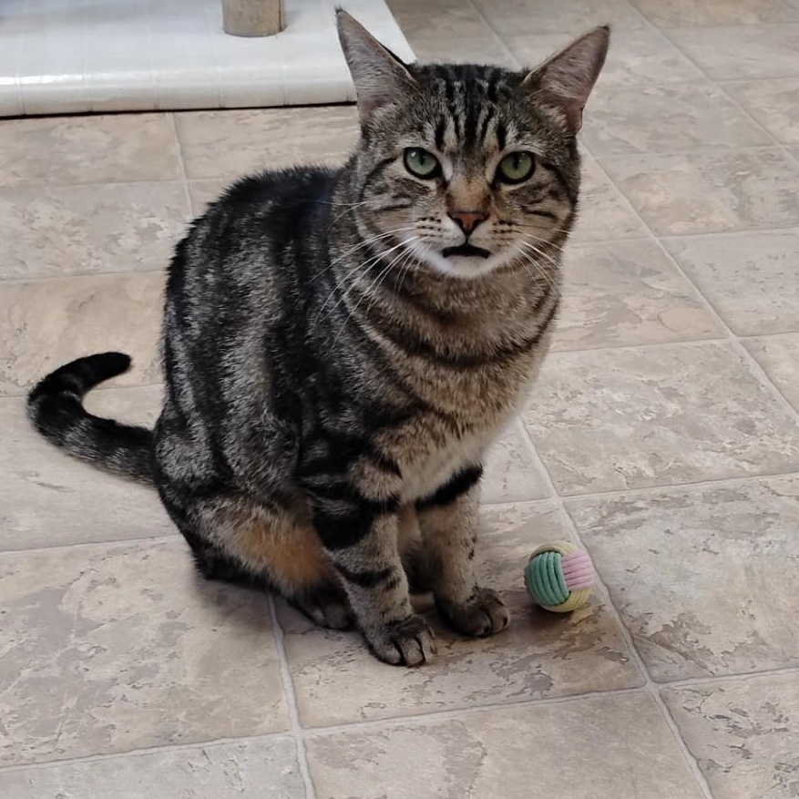 Enlarge Elliott, a ADOPTABLE Domestic Short Hair in Dillsburg, PA image 1/6