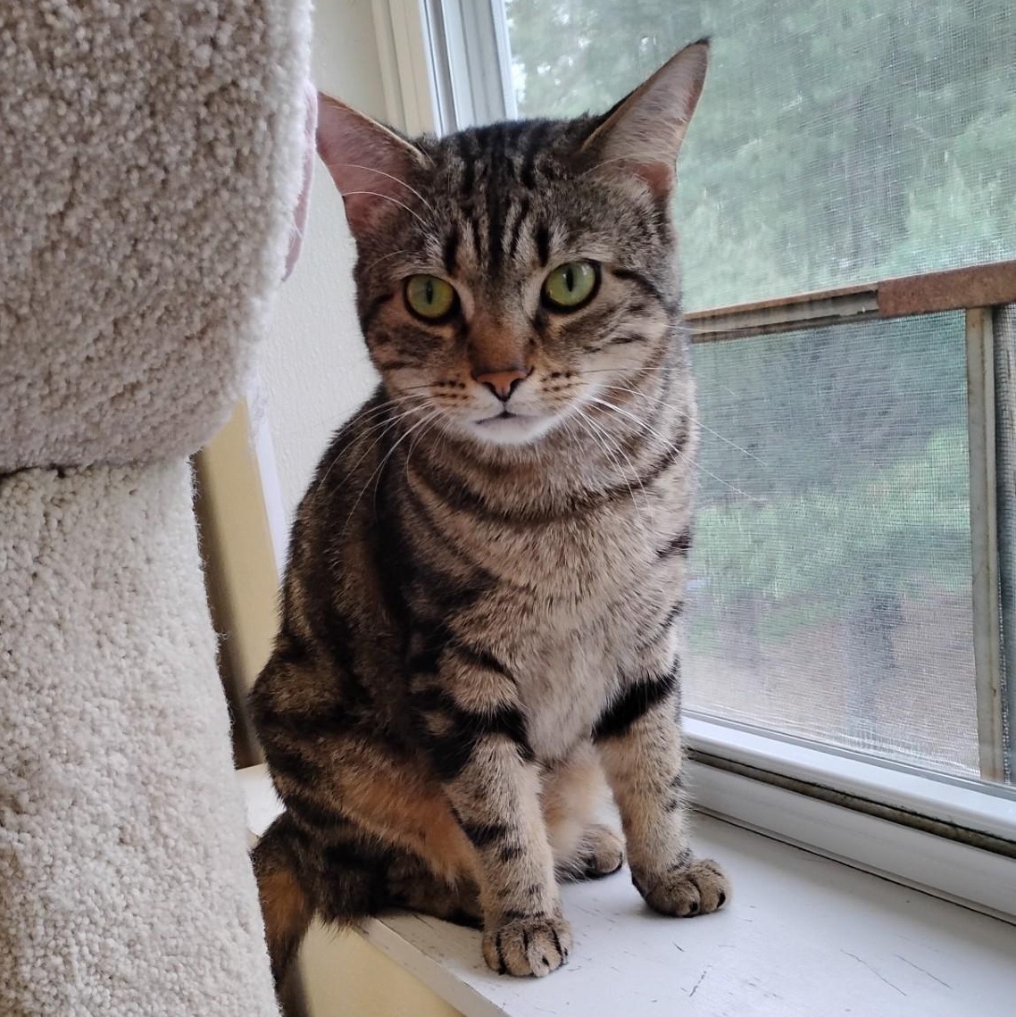 Elliott, Adoptable, Adult Male Domestic Short Hair.