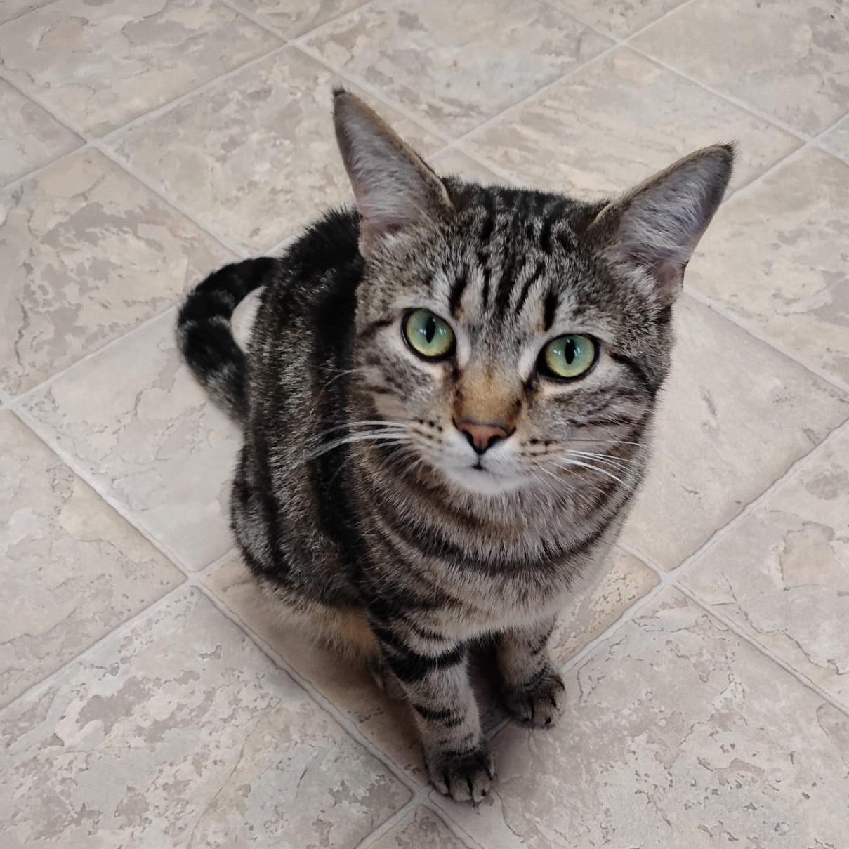 Enlarge Elliott, a ADOPTABLE Domestic Short Hair in Dillsburg, PA image 4/6