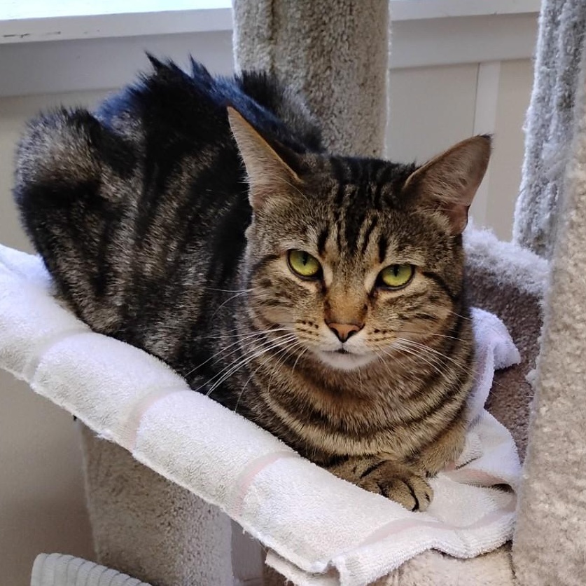Enlarge Elliott, a ADOPTABLE Domestic Short Hair in Dillsburg, PA image 2/6