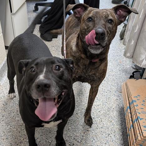 Boots, Adoptable, Adult Male Mixed Breed.