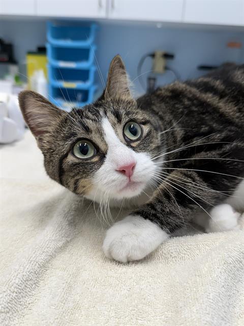 Enlarge CINDER, a Adoptable Domestic Short Hair in London, ON image 1/1