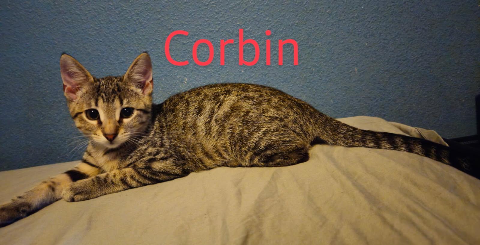 Corbin - North Conroe Petsmart