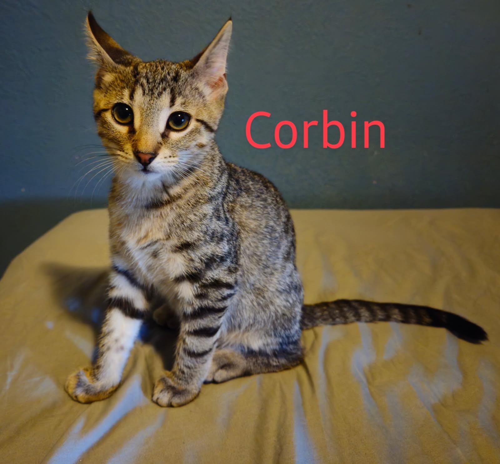 Corbin - North Conroe Petsmart