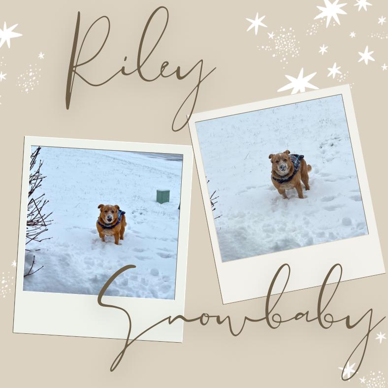 Enlarge Riley, a Adoptable mixed breed in West Palm Beach, FL image 1/2