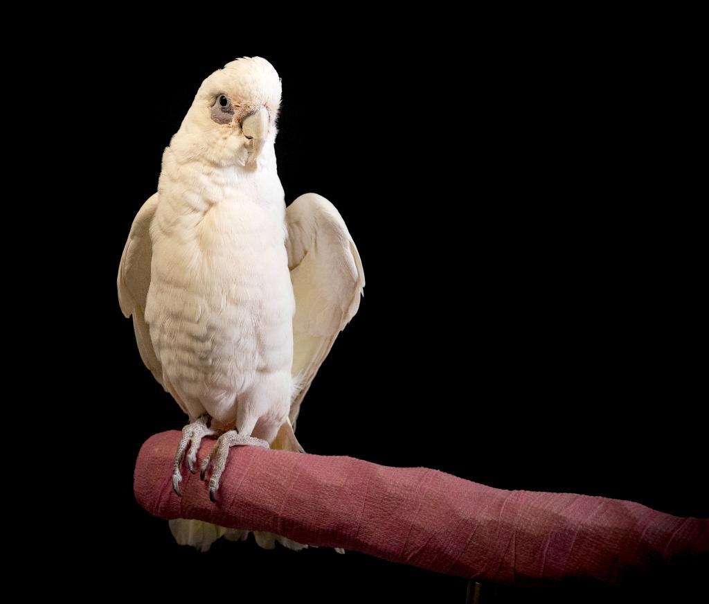Peepers, Adoptable, Senior Female Cockatoo.