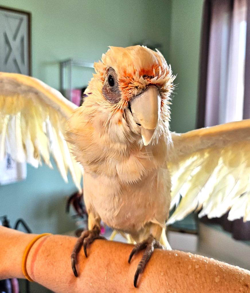 Enlarge Peepers, a Adoptable Cockatoo in Ballwin, MO image 5/6