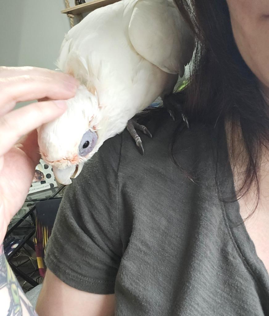Enlarge Peepers, a Adoptable Cockatoo in Ballwin, MO image 6/6