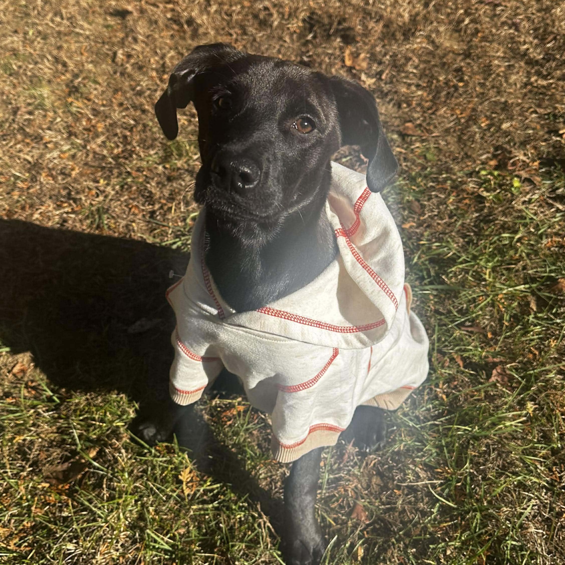 Jet*, Adoptable, Puppy Male Black Labrador Retriever.
