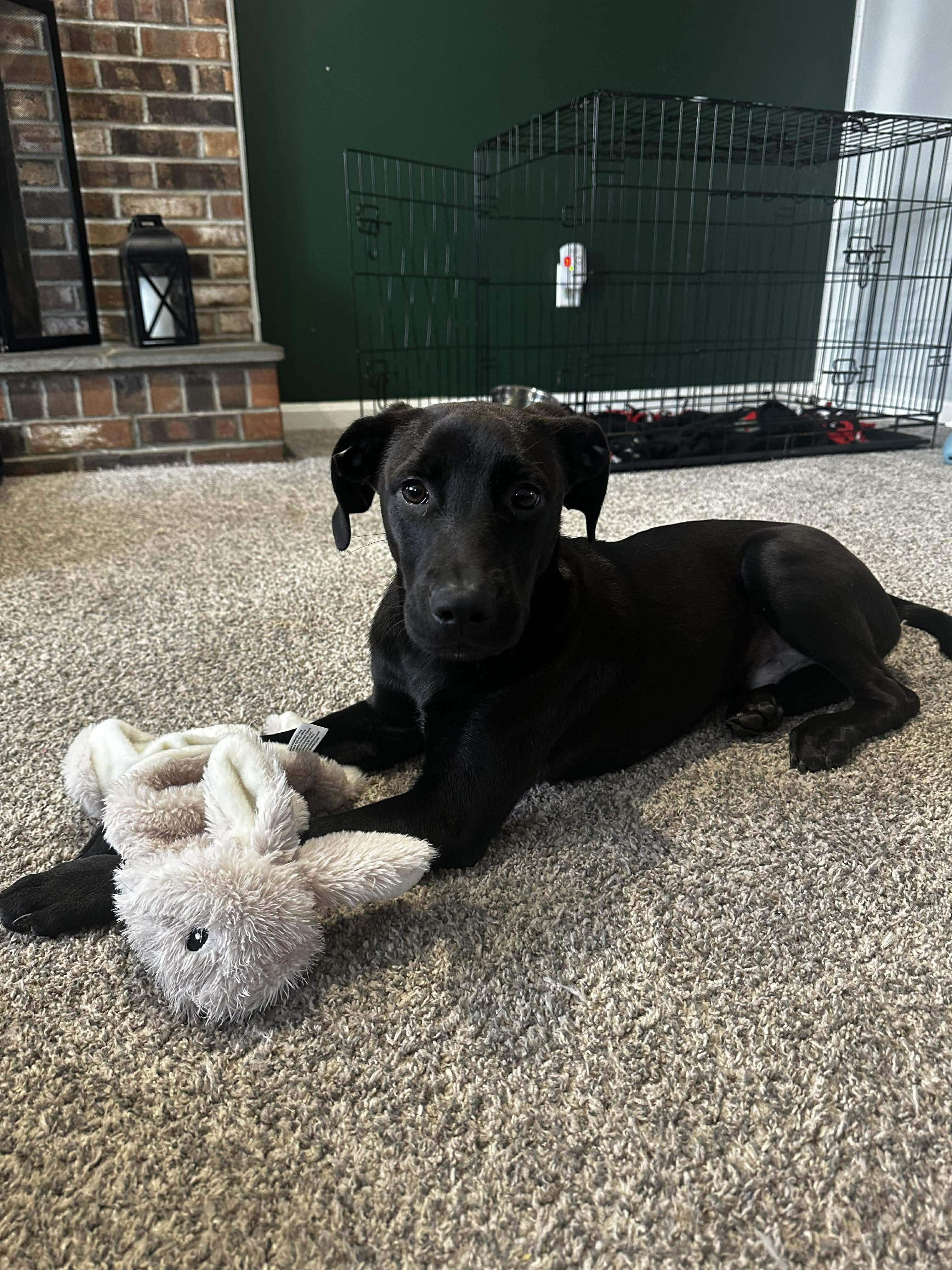 Jet*, a Adoptable mixed breed in Brooklyn, CT image 2/6