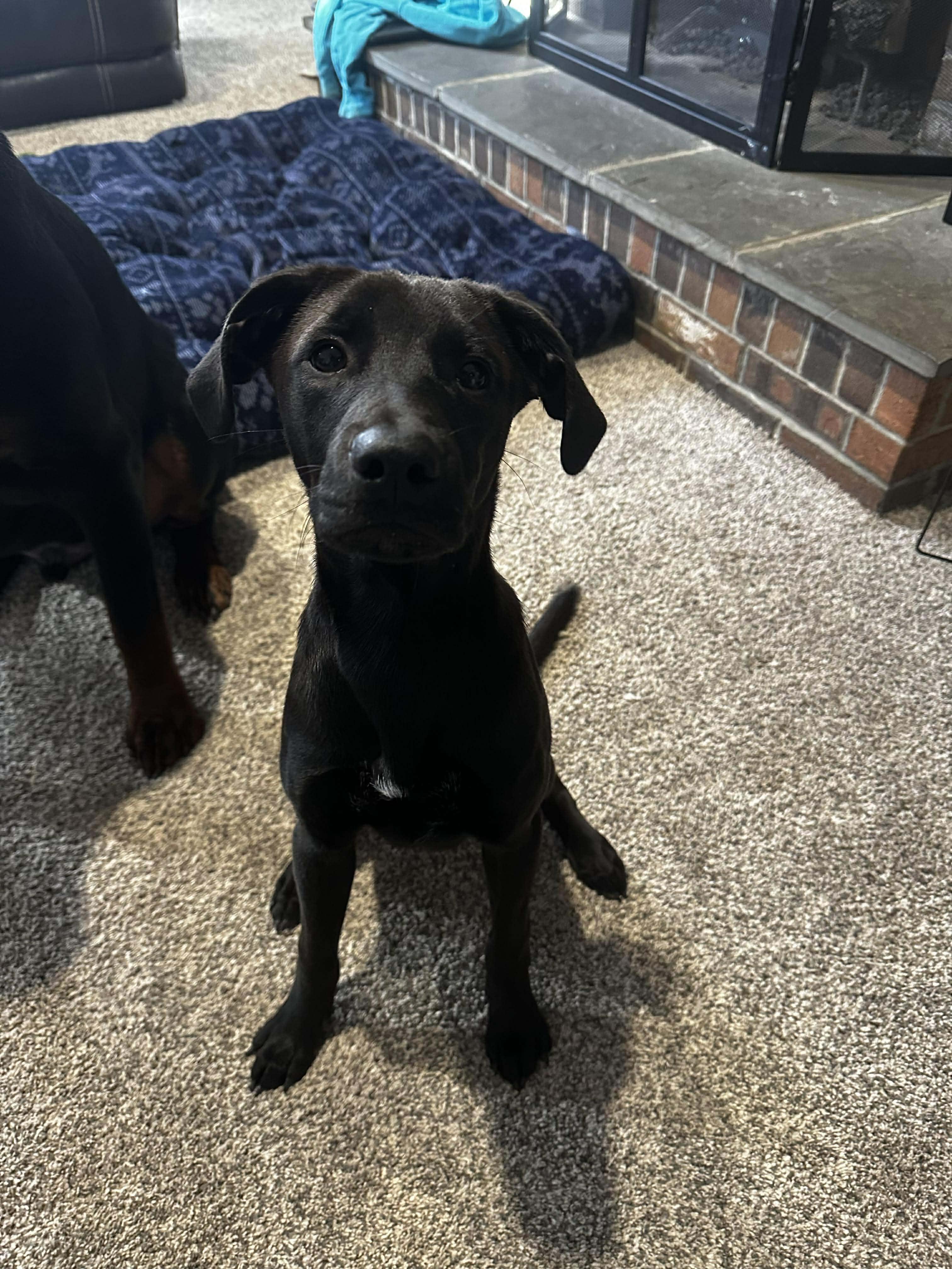 Jet*, a Adoptable mixed breed in Brooklyn, CT image 3/6