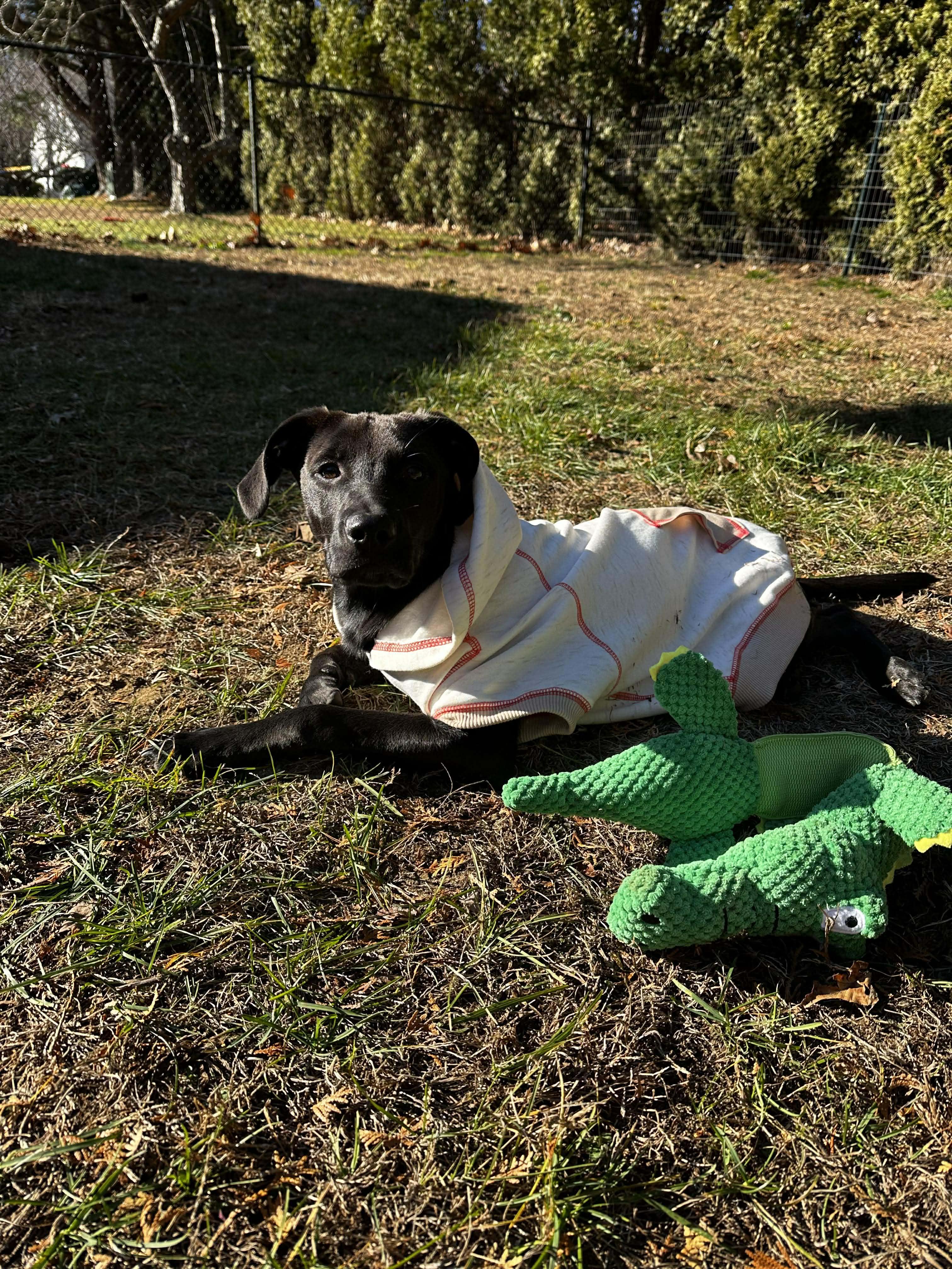 Jet*, a Adoptable mixed breed in Brooklyn, CT image 4/6