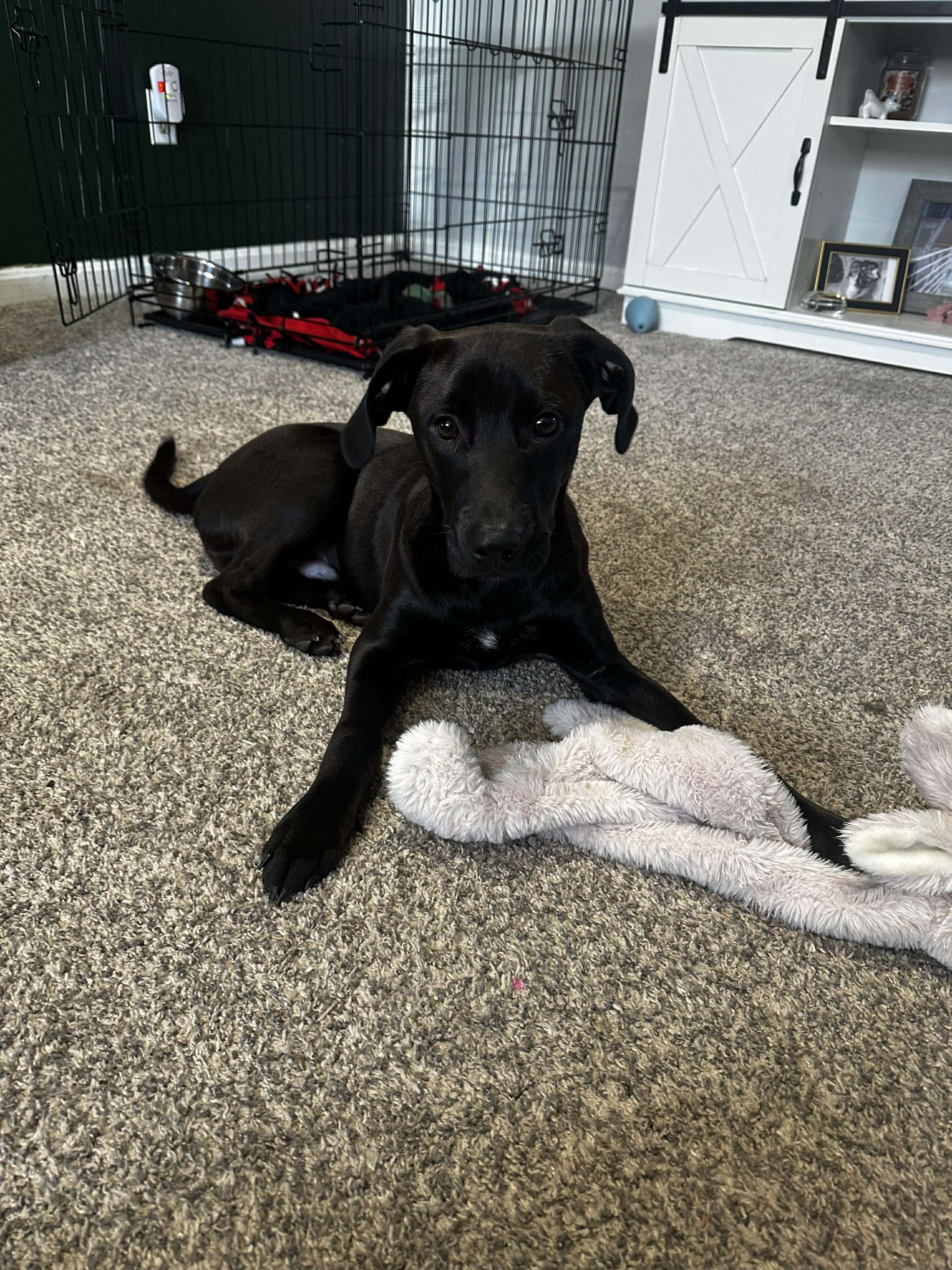 Jet*, a Adoptable mixed breed in Brooklyn, CT image 5/6