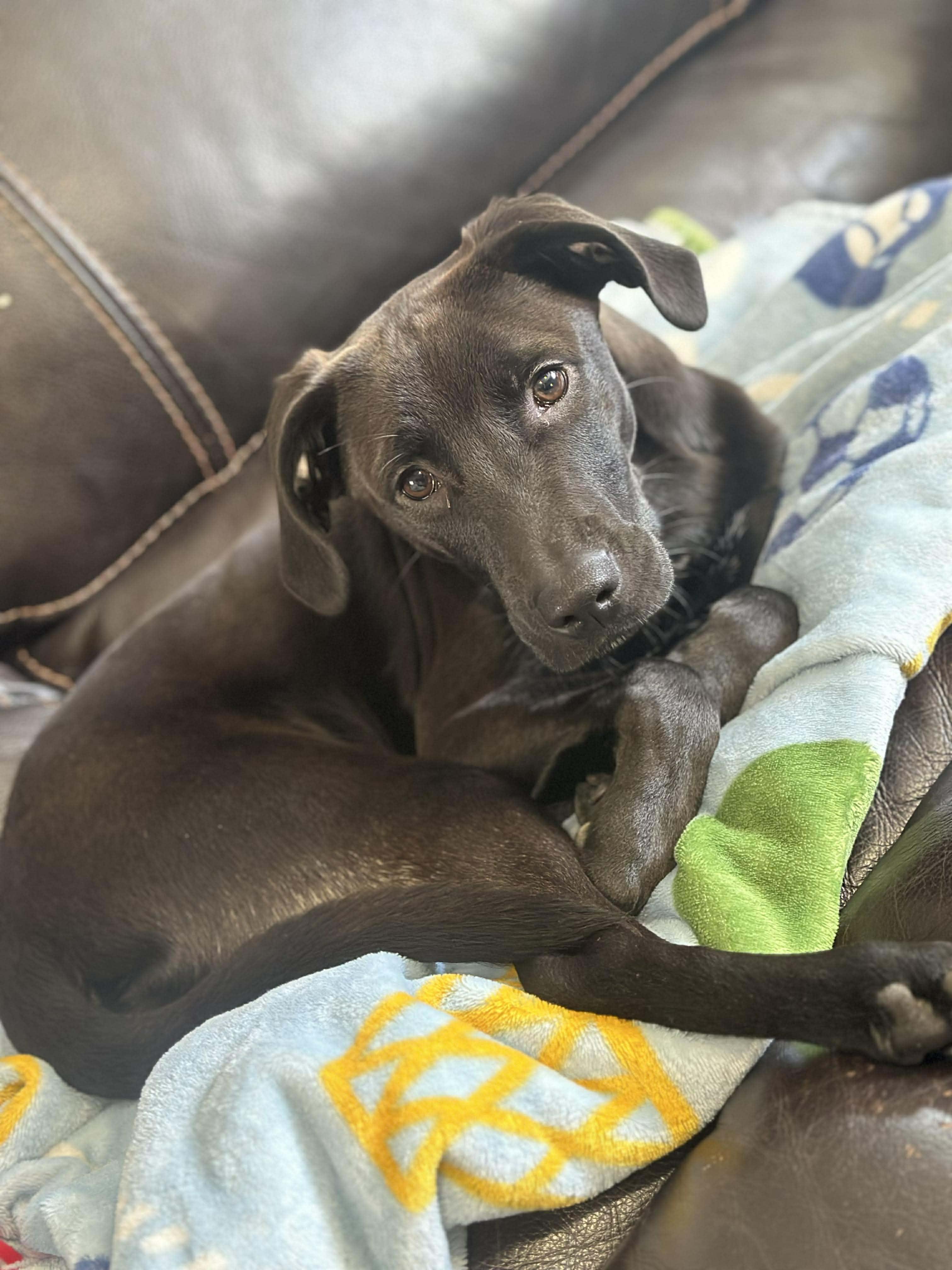 Jet*, a Adoptable mixed breed in Brooklyn, CT image 6/6