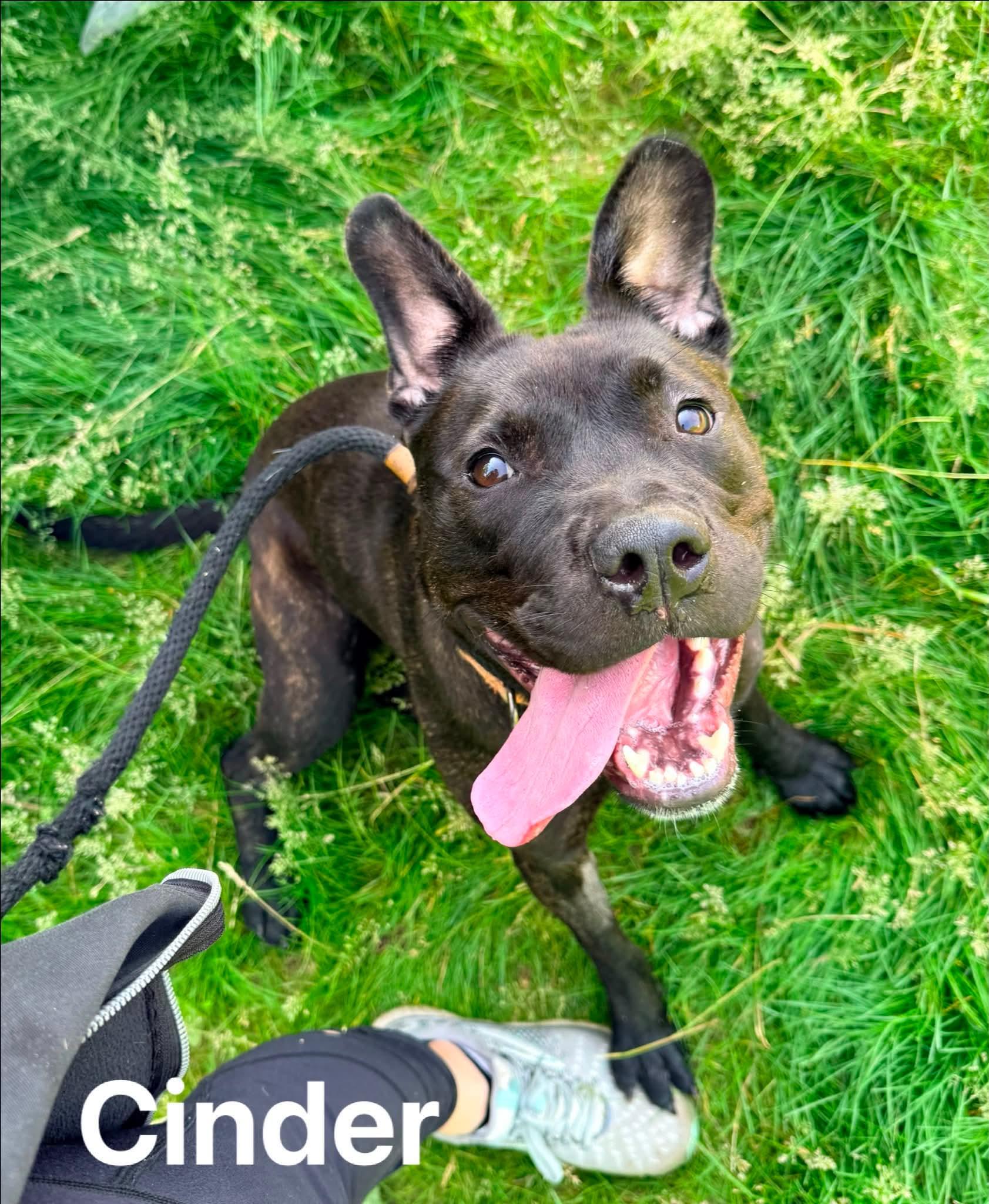 Cinder , a ADOPTABLE Mixed Breed in McKeesport, PA image 3/6