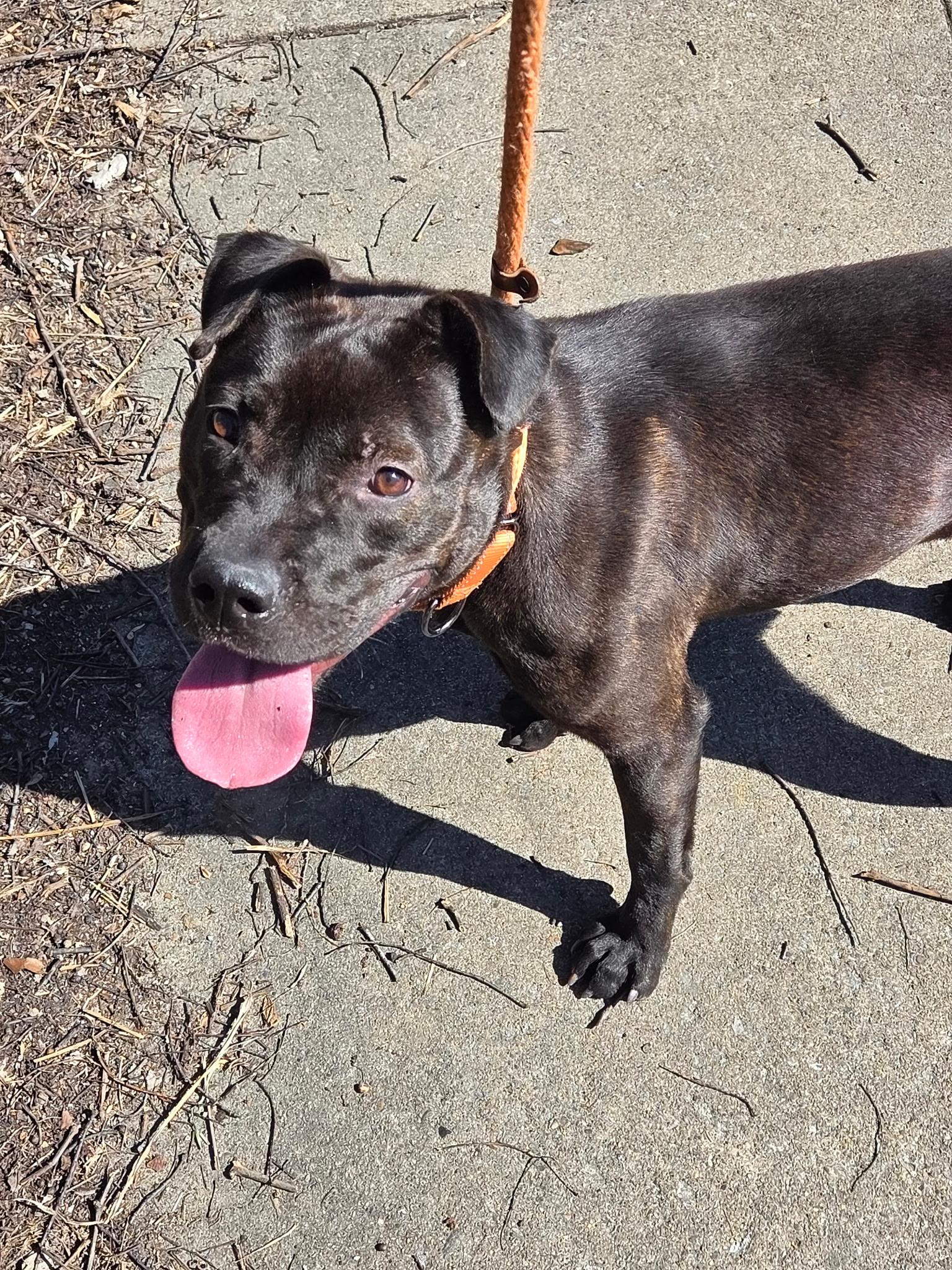 Cinder , a ADOPTABLE Mixed Breed in McKeesport, PA image 3/6