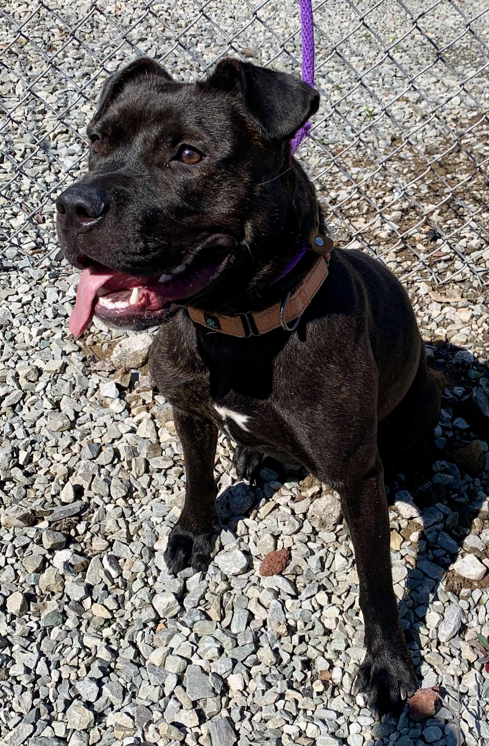 Enlarge Cinder , a ADOPTABLE Mixed Breed in McKeesport, PA image 6/6