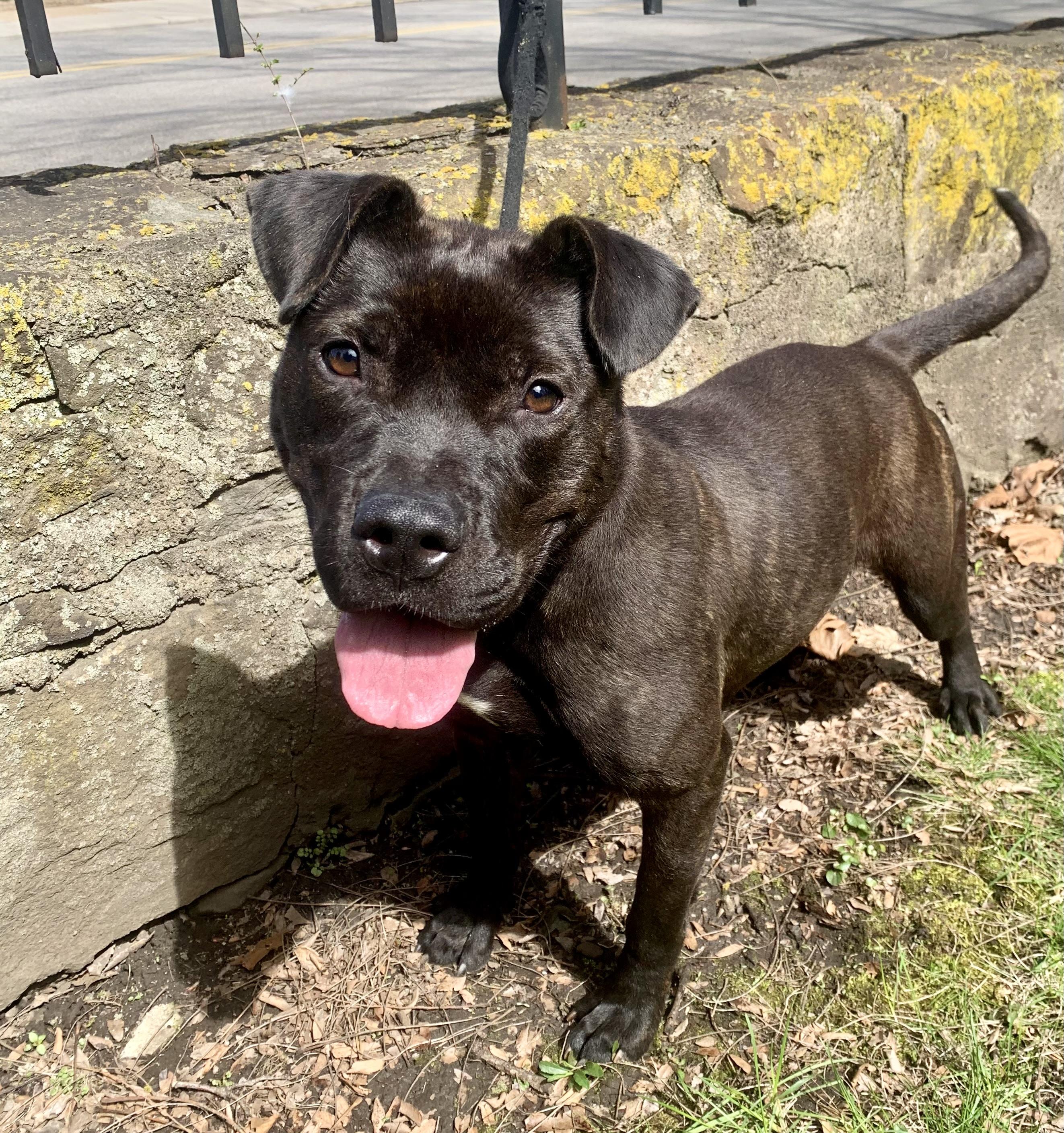 Cinder , ADOPTABLE, Young Female Mixed Breed.