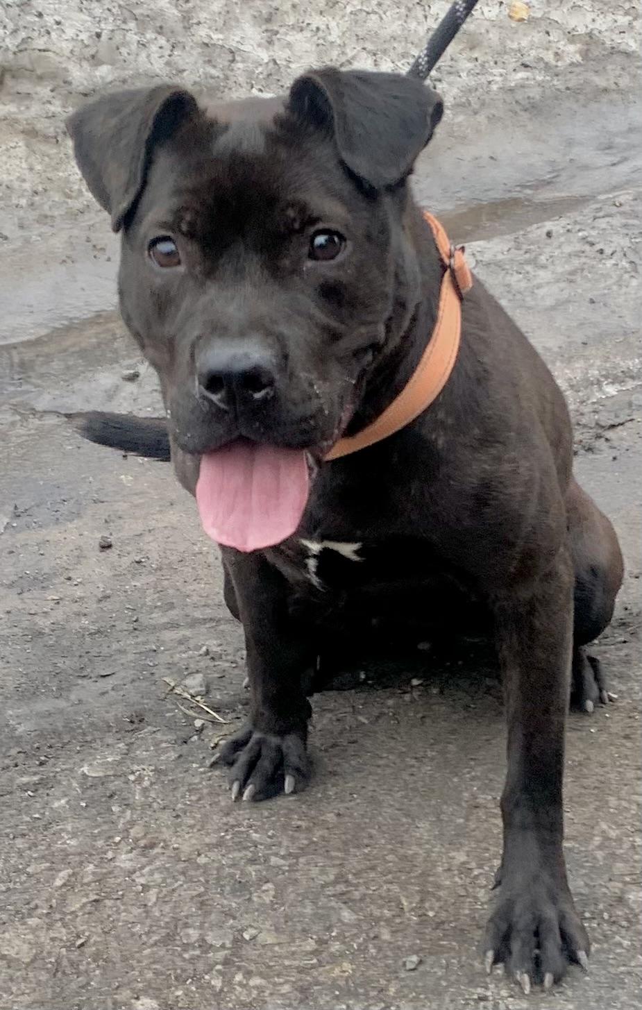 Cinder , ADOPTABLE, Young Female Mixed Breed.