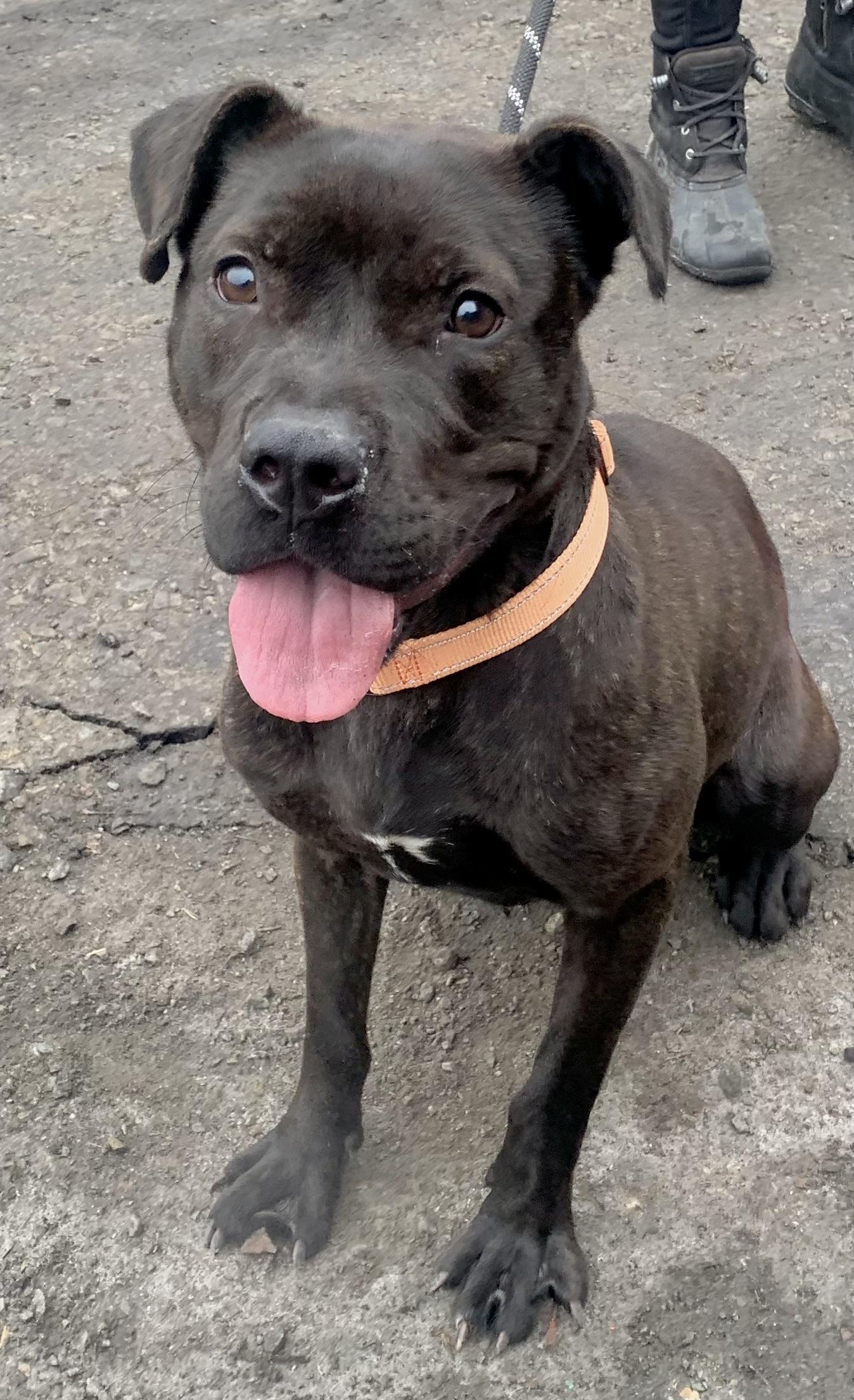 Cinder , a ADOPTABLE Mixed Breed in McKeesport, PA image 3/4