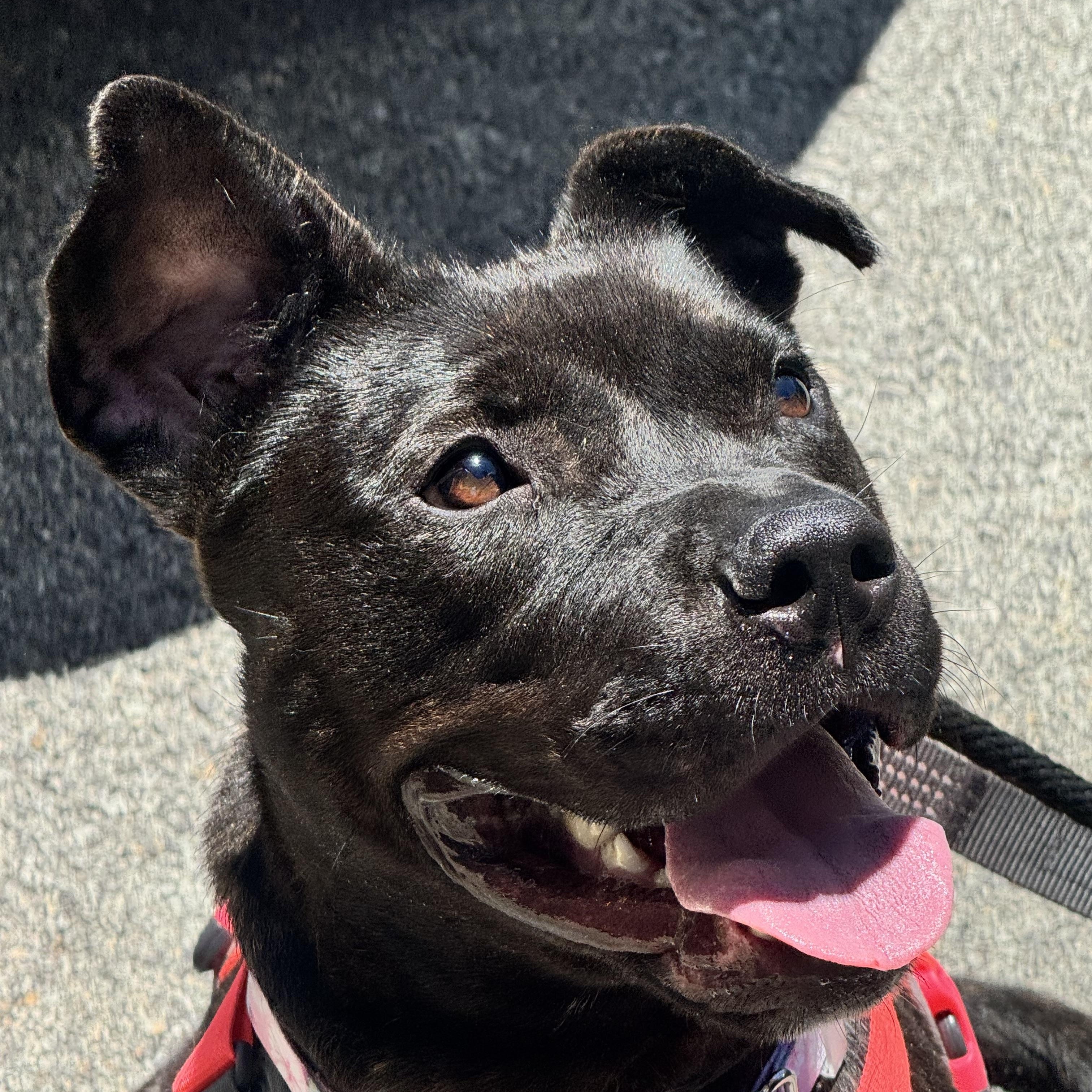 Cinder , a ADOPTABLE Mixed Breed in McKeesport, PA image 1/6