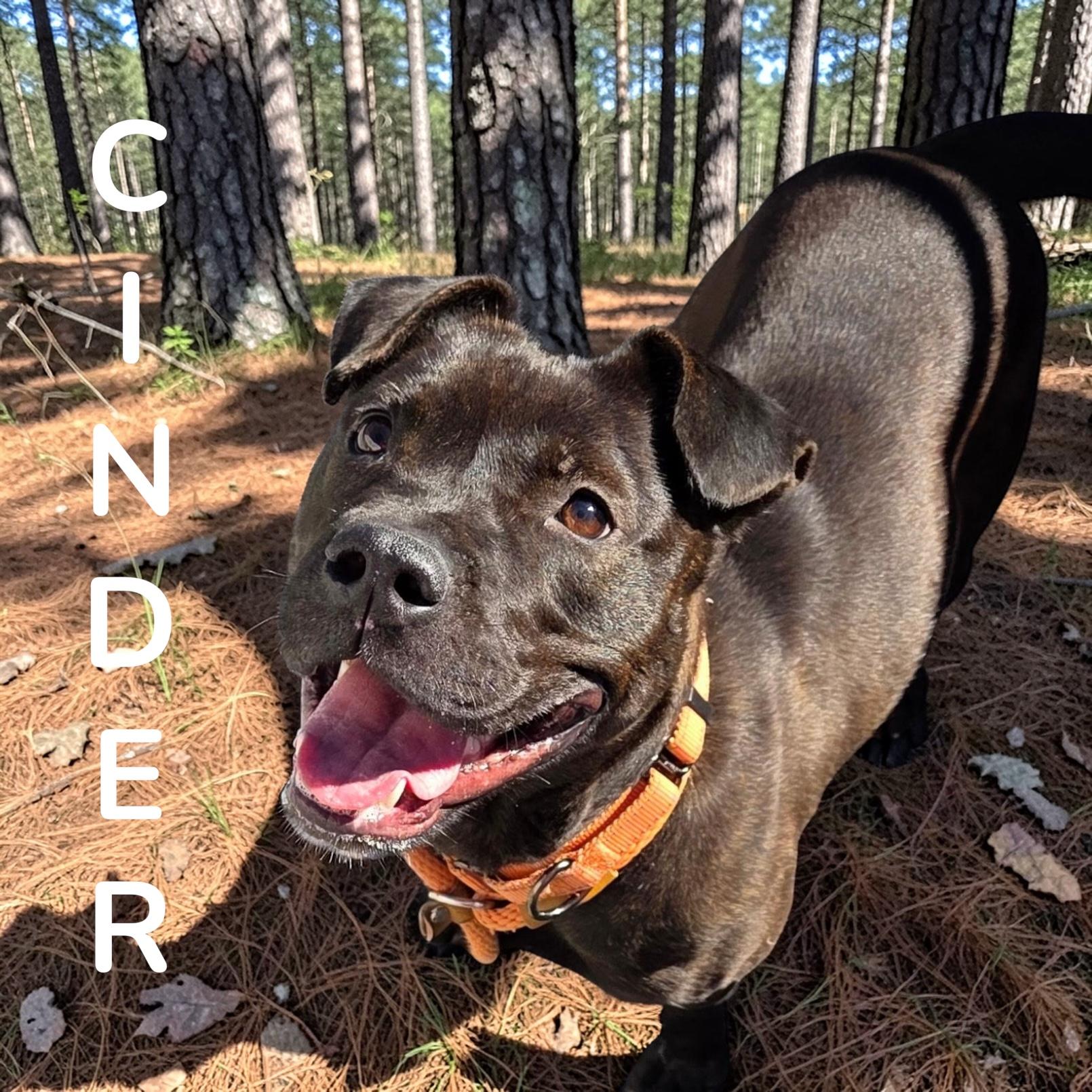 Cinder , a ADOPTABLE Mixed Breed in McKeesport, PA image 1/6