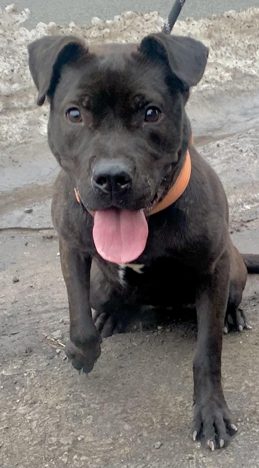 Cinder , a ADOPTABLE Mixed Breed in McKeesport, PA image 2/4