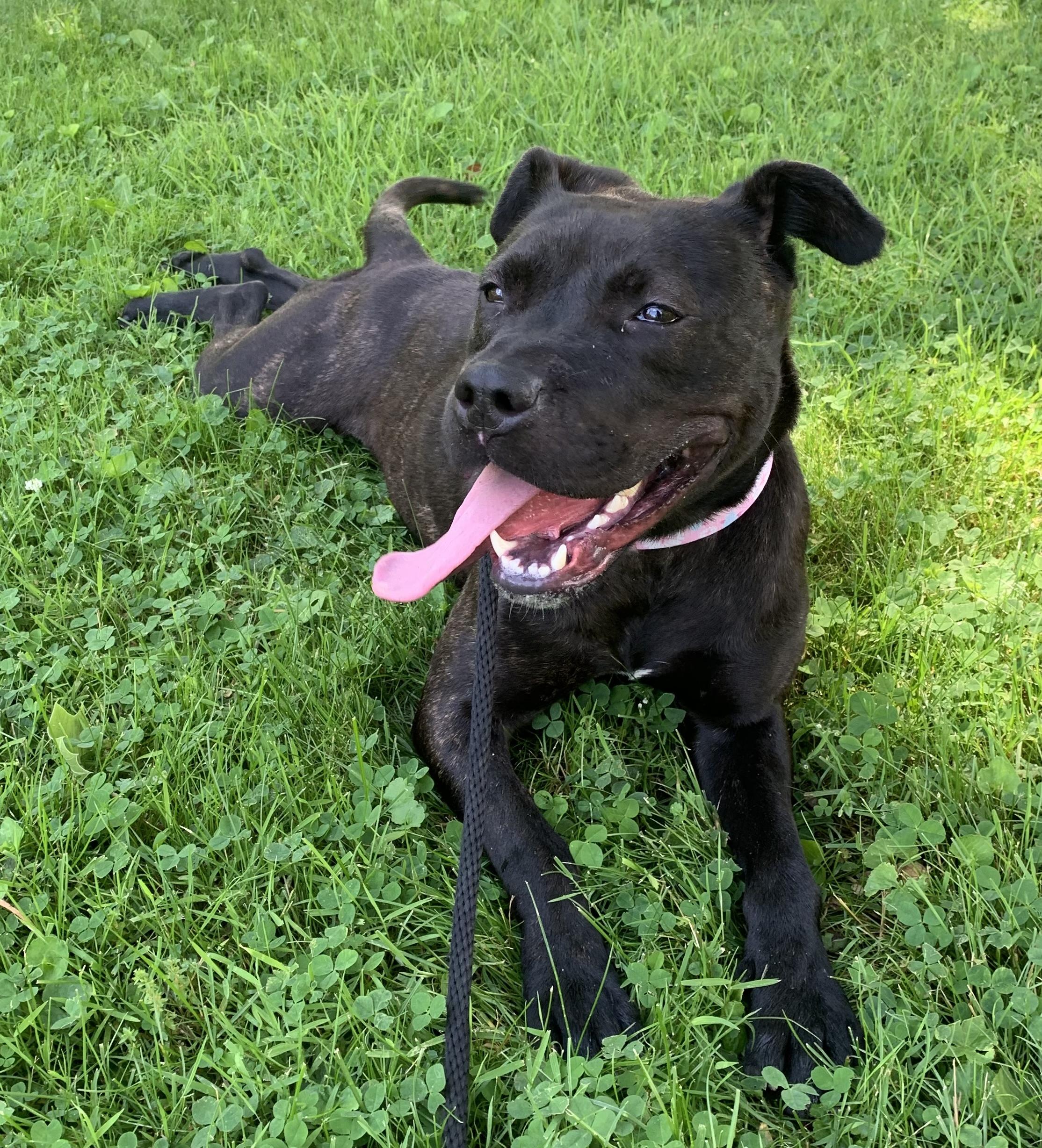 Cinder , a ADOPTABLE Mixed Breed in McKeesport, PA image 5/6