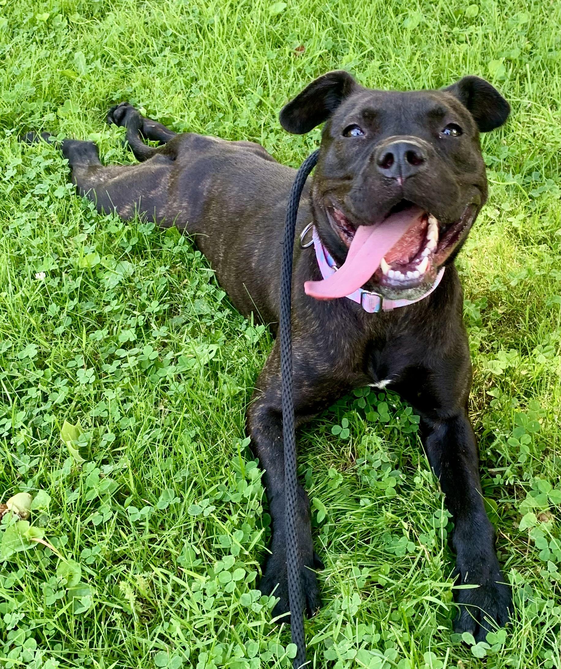 Cinder , a ADOPTABLE Mixed Breed in McKeesport, PA image 6/6