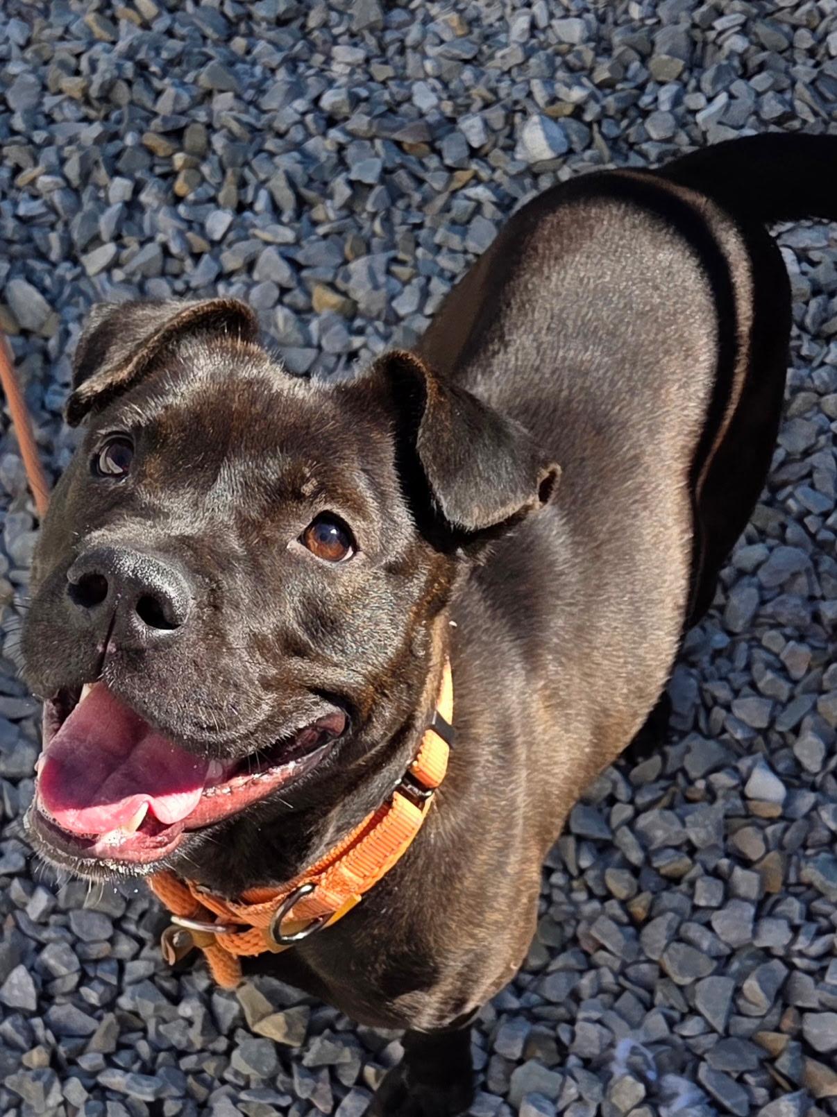 Cinder , a ADOPTABLE Mixed Breed in McKeesport, PA image 4/6