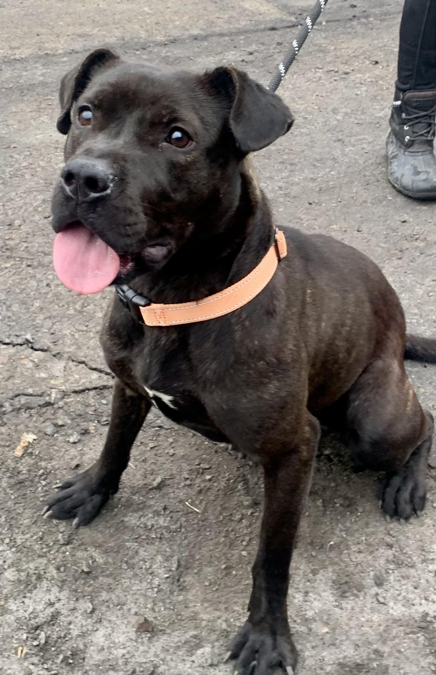 Cinder , a ADOPTABLE Mixed Breed in McKeesport, PA image 4/4