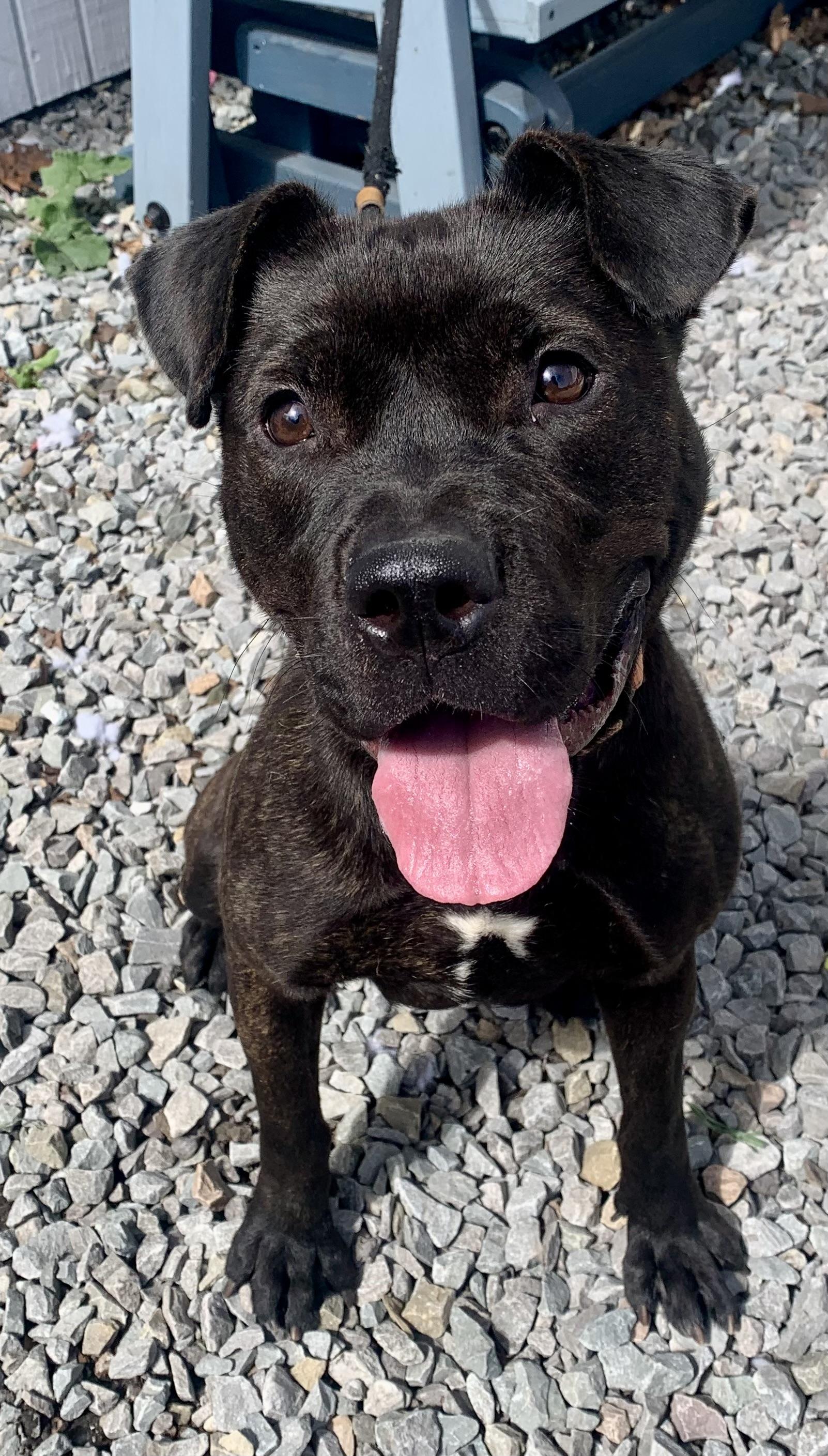 Enlarge Cinder , a ADOPTABLE Mixed Breed in McKeesport, PA image 5/6