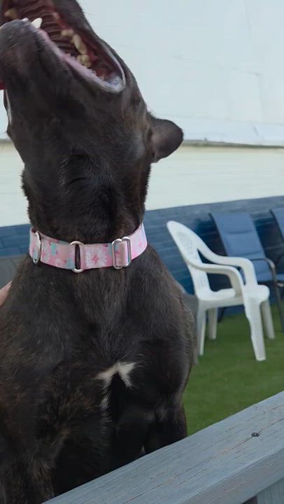 Enlarge Cinder , a ADOPTABLE Mixed Breed in McKeesport, PA video 4/6